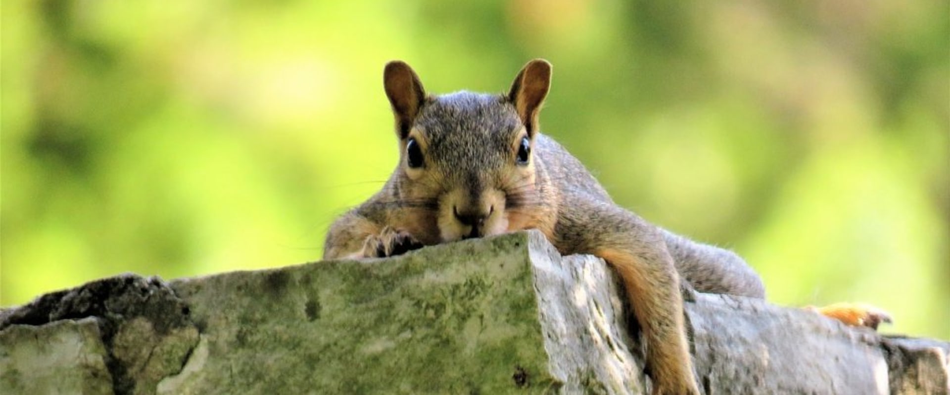 The Advantages Of Professional Wildlife Removal Over Outdoor Pest Control For Managing Squirrels In Rocklin, CA