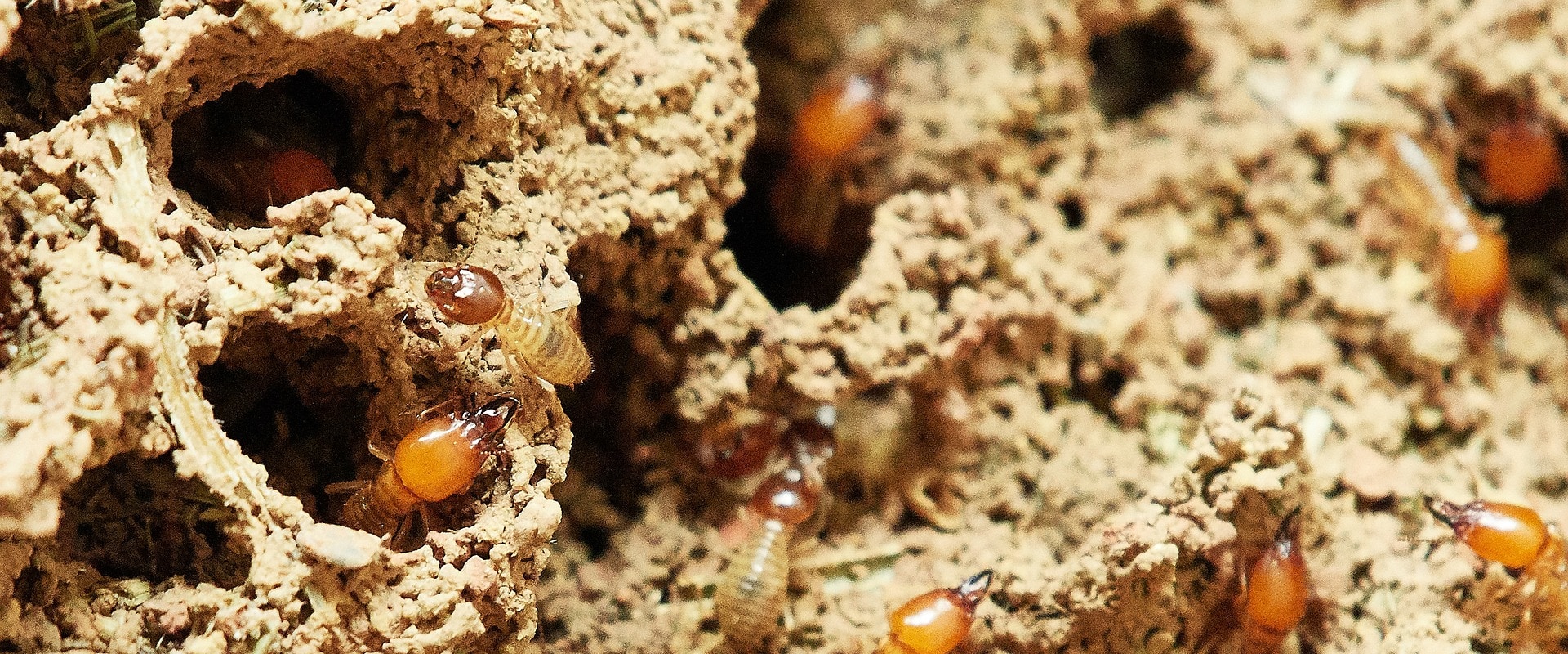 Outsmarting Termites: Effective Outdoor Pest Control Measures In Fayetteville