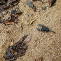 Scorpion Exterminator Services: A Key Component Of Comprehensive Outdoor Pest Control In Las Vegas