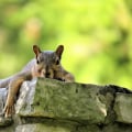 The Advantages Of Professional Wildlife Removal Over Outdoor Pest Control For Managing Squirrels In Rocklin, CA