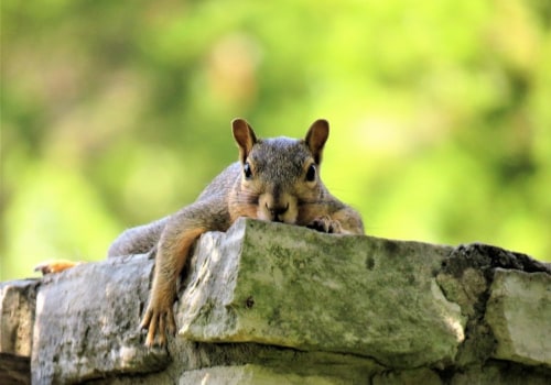 The Advantages Of Professional Wildlife Removal Over Outdoor Pest Control For Managing Squirrels In Rocklin, CA