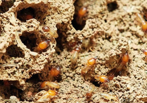 Outsmarting Termites: Effective Outdoor Pest Control Measures In Fayetteville